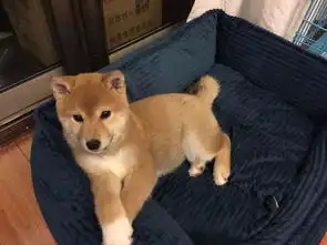  超萌柴犬您开心的伴侣纯种健康有保障