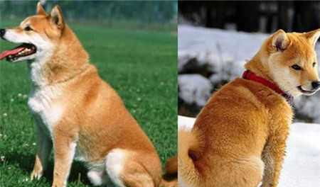  生活资讯怎样辨别秋田犬和柴犬心爱的宠物