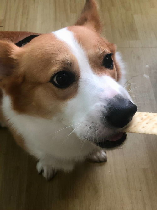 日常美食不仅能治愈女孩的心情,还能让狗狗瞬间开心
