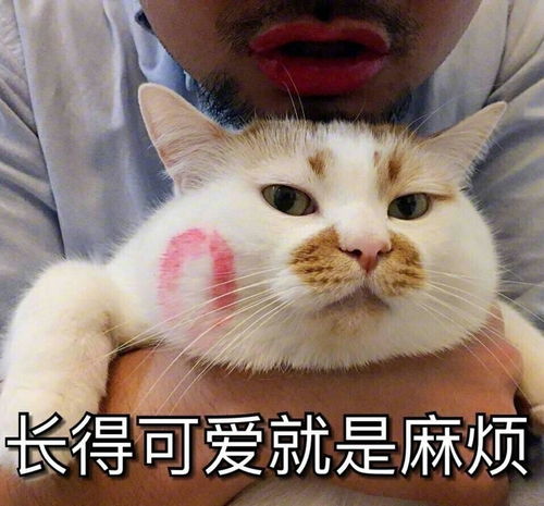  绝了这样做猫饭每个猫主子都爱吃