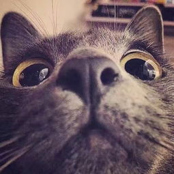 破防猫猫头表情包白猫