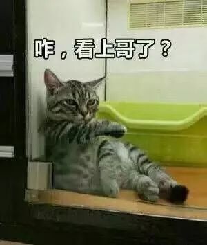  为什么很多人聊天都喜欢用猫咪表情包附最全猫咪表情包