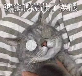  没被成精的猴子抢过手机,都不算旅游过