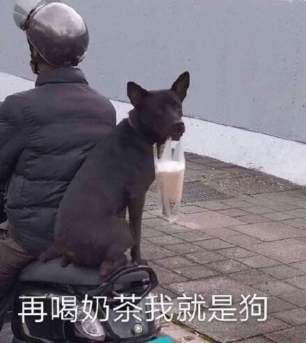  你用过哪些万能又沙雕的奶茶表情包