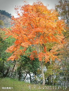  回复秀京山的图片枫叶红红.秋意浓浓的感觉真是好极了顶