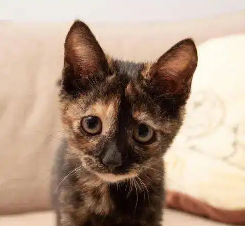 没想到一只小猫咪还有两副面孔呢
