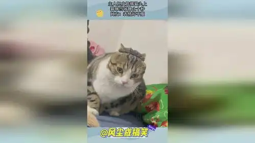  主人把皮筋绑猫头上,猫咪当场静止十秒,网友表情好不服