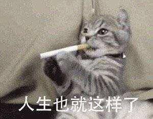  养猫谨记8不要,猫咪健康又幸福