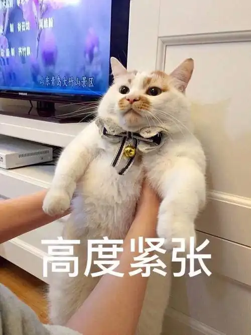  变可爱的秘诀把这些可爱猫猫表情包收藏起来,用在平时的聊天上