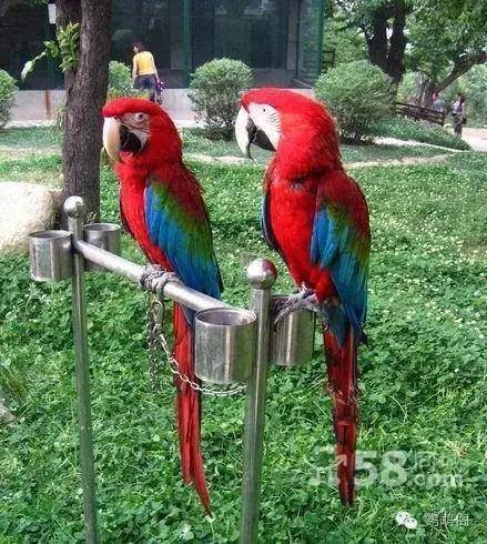  买金刚鹦鹉的一些建议