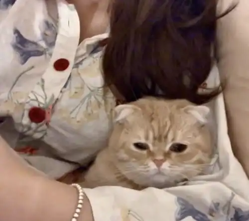  女孩想和猫自拍,看到小猫的表情,她瞬间把镜头对准了猫咪