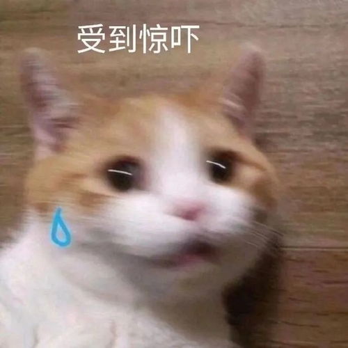  表情包大全日常斗图表情包