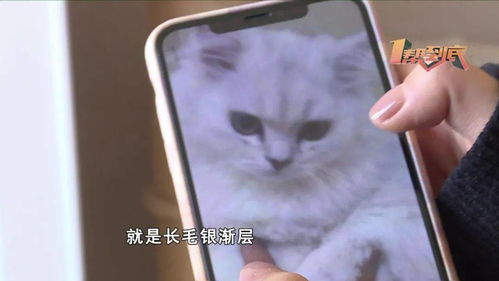  防不胜防女子买猫遭遇双重陷阱