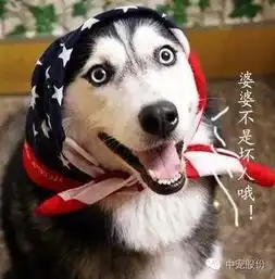  它们是一群拯救了1万多人的哈士奇