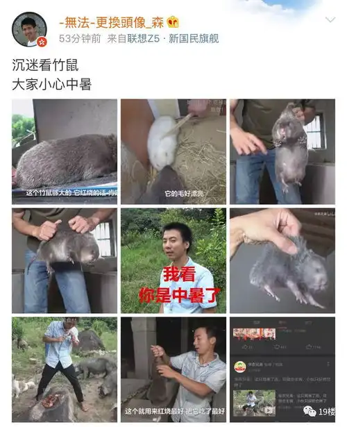  我没有内伤没有中暑没有忧郁这只竹鼠承包了我一天的笑点