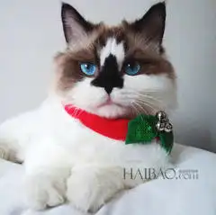 小猫咪表情包原图面膜