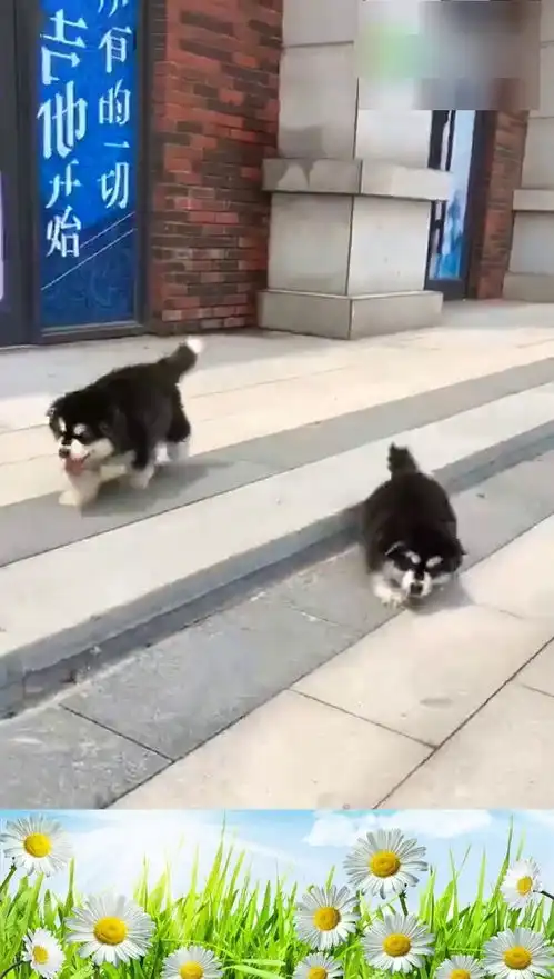  果然雪橇三傻不是浪得虚名的