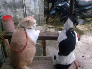  遛狗累了,在边上休息时,来了一只被遛的橘猫,那体积...