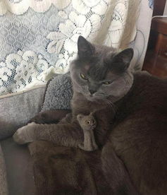  主人用蓝猫的毛做了一个猫毛毡,蓝猫很嫌弃太丑了快把它拿走