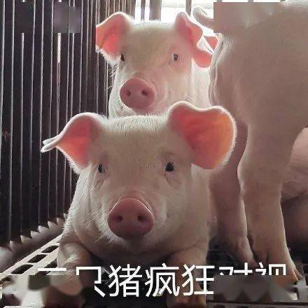  我哪敢说话啊