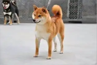 柴犬图片表情包gif日本