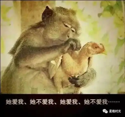  那谁,赶紧把老大的上马凳搬过来