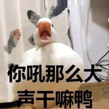 羞涩表情包大全沙雕