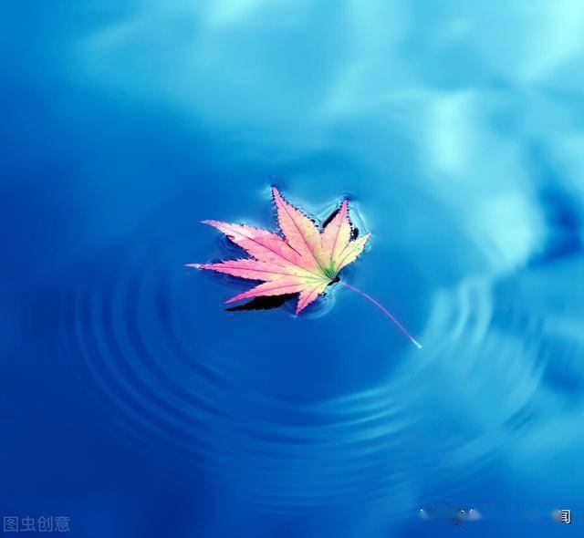  周末文学火红的枫叶散文