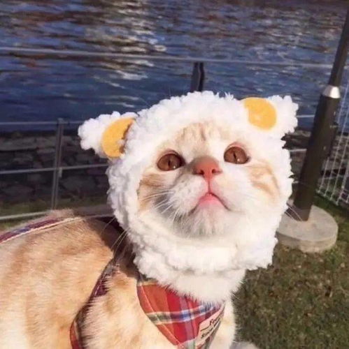  个性微信头像