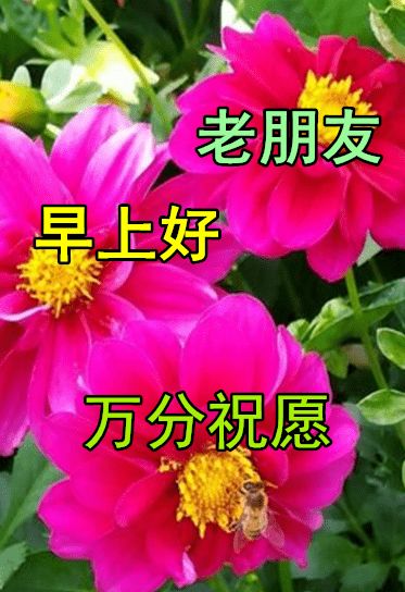 早早上好表情包早晨