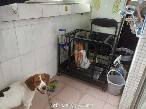  被明星回复是什么感觉