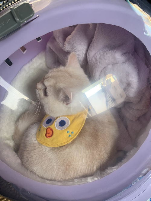  猫养两只好还是一只
