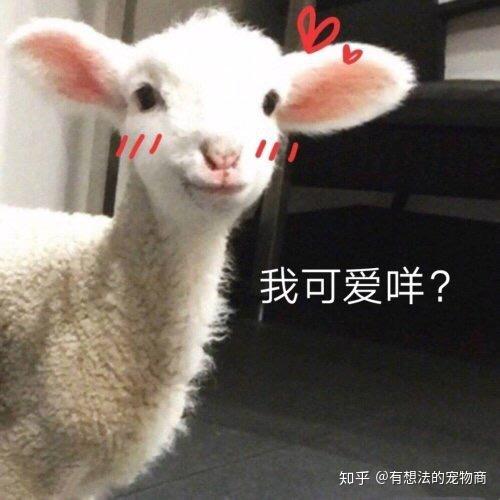  解答问题什么小宠最好养