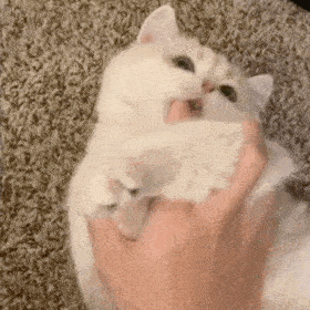  网红猫咪小奶猫cash表情包六