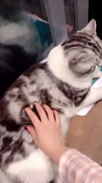 打滚表情包猫猫不服