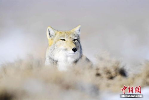  冬日喀纳斯禾木村犹如童话世界6
