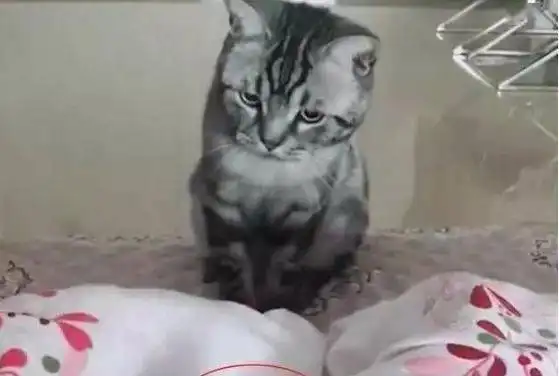  主人消失五天抱回一婴儿,猫咪一看表情都变了,下一秒暖哭