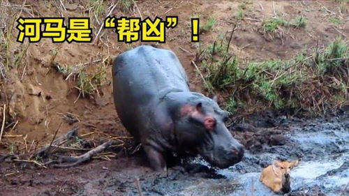  小鹿被鬣狗群包围,一只河马疯狂冲了过来,没想到河马是帮凶
