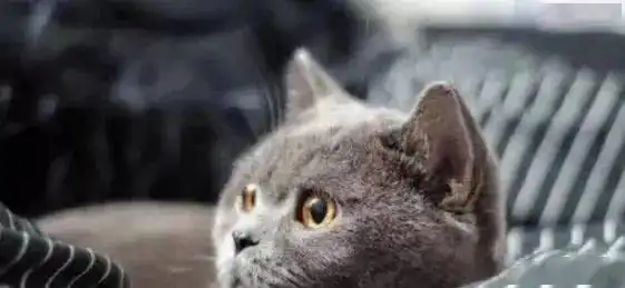 主人当着蓝猫面,假装偷吃猫罐头,蓝猫秒变表情包,主人笑翻