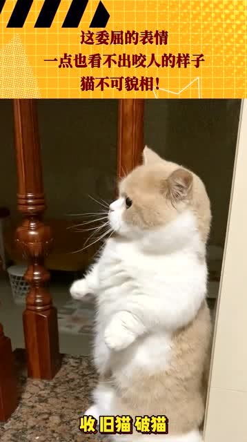  这委屈的表情,一点也看不出咬人的样子,猫不可貌相