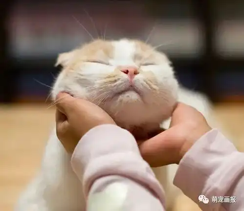 生日快乐表情包可爱猫咪