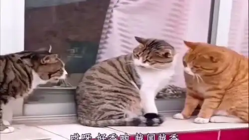  猫咪你是吃了熊心豹子胆那是人家老婆