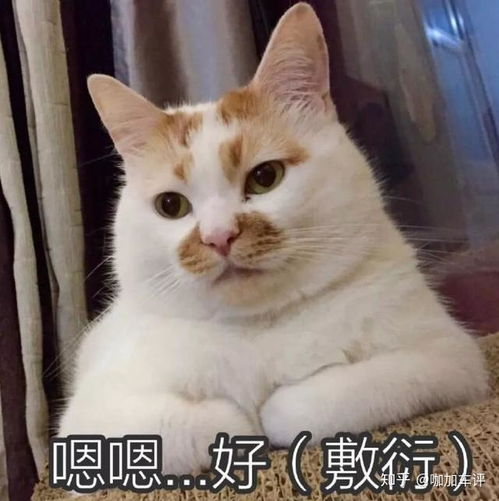  可能我们并不需要那么大的车三款hatchback对比