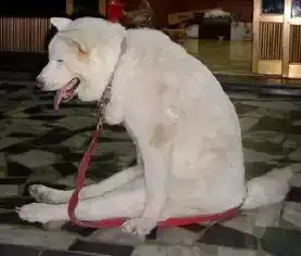  经常怀疑自家狗狗是人变的,哈士奇的坐姿让人觉得蛋疼