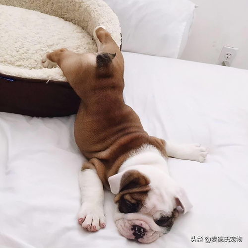  看到小奶狗的睡姿后,主人急了这么奇葩正常吗