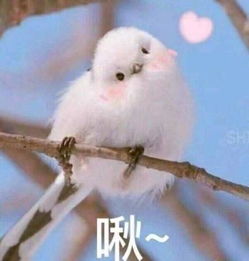  赵丽颖冯绍峰结婚已经够甜了,可帝企鹅日记2才真的暖心到哭