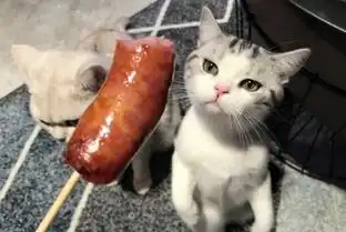  看到主人在吃饭,猫咪的眼神都变了,连自己高冷的形象都不保持了