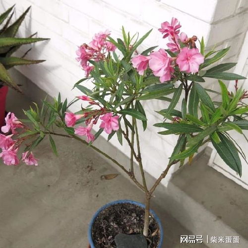  俗话说花草三不送,送了变仇人,到底哪些花不吉利