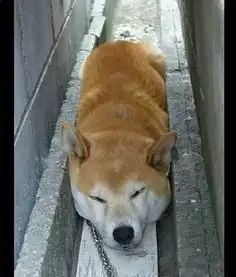  魔性的日本柴犬,彻底动摇了二哈的犬界地位