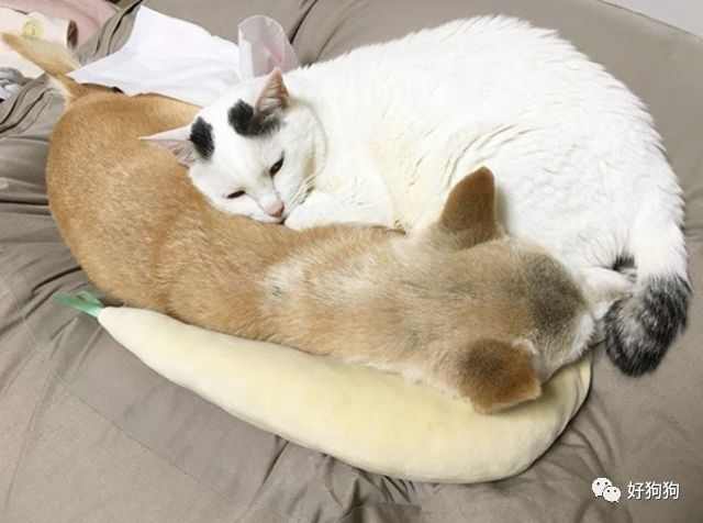  还记得那只被猫宠爱的17岁柴犬吗它现在返回汪星去做天使了